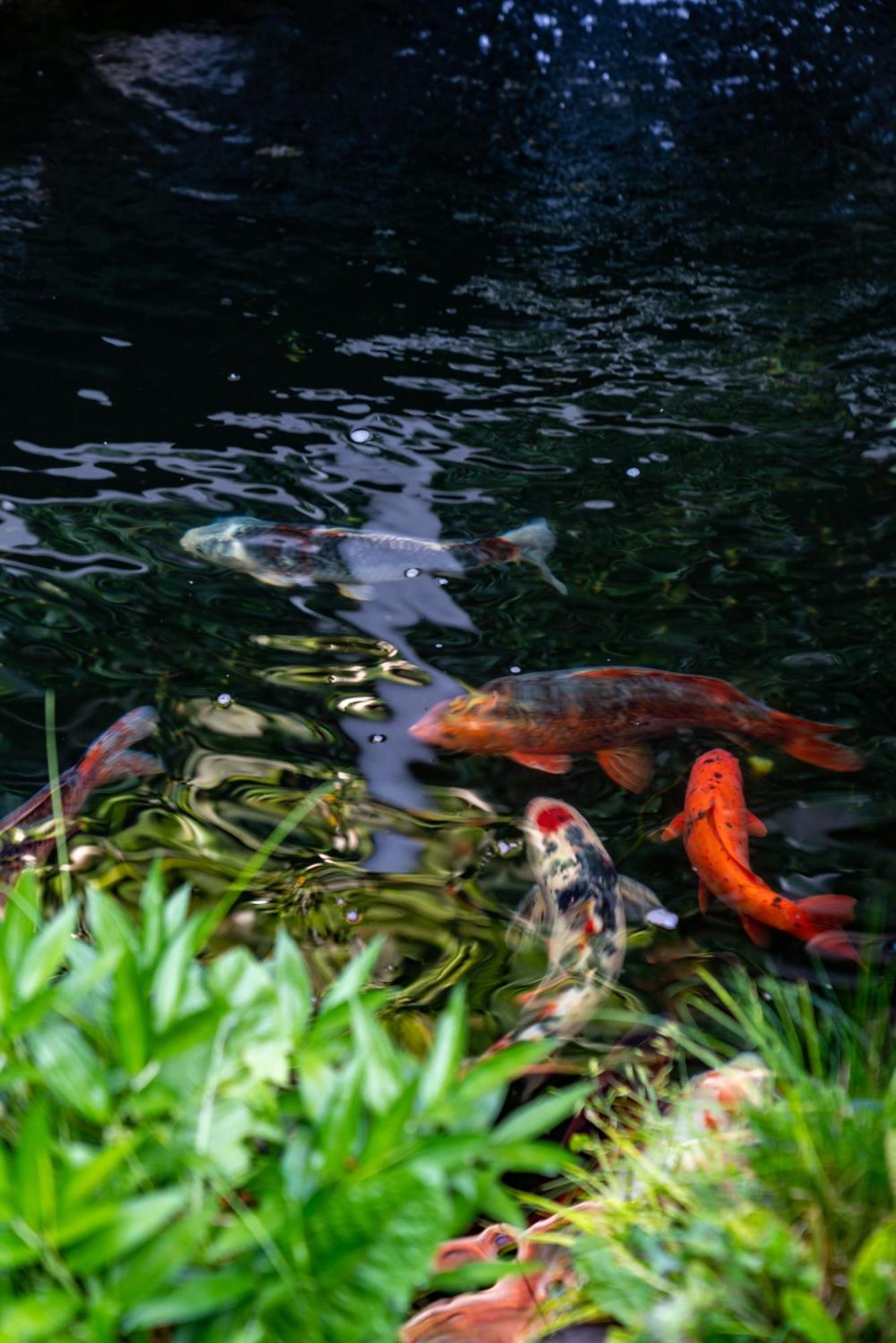 Jun Bo Xuan Boutique Hotel Lijiang  Dış mekan fotoğraf